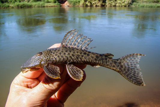 Neuer Harnischwels aus Brasilien