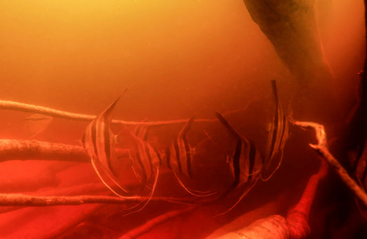 Wie Fische sich tarnen