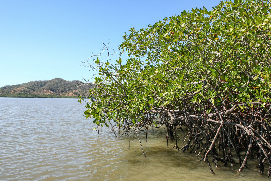 JBL stellt Verkauf von Mangrovenwurzeln aus Umweltschutzgründen ein