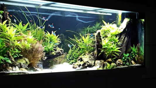 Leser-Aquarium Oktober 2022