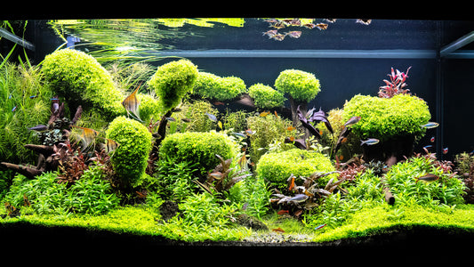 Leser-Aquarium November 2022