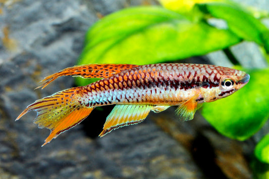 Gebänderter Prachtkärpfling