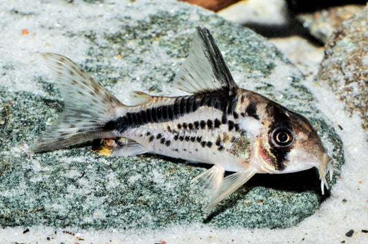 Rückenstreifen-Panzerwels