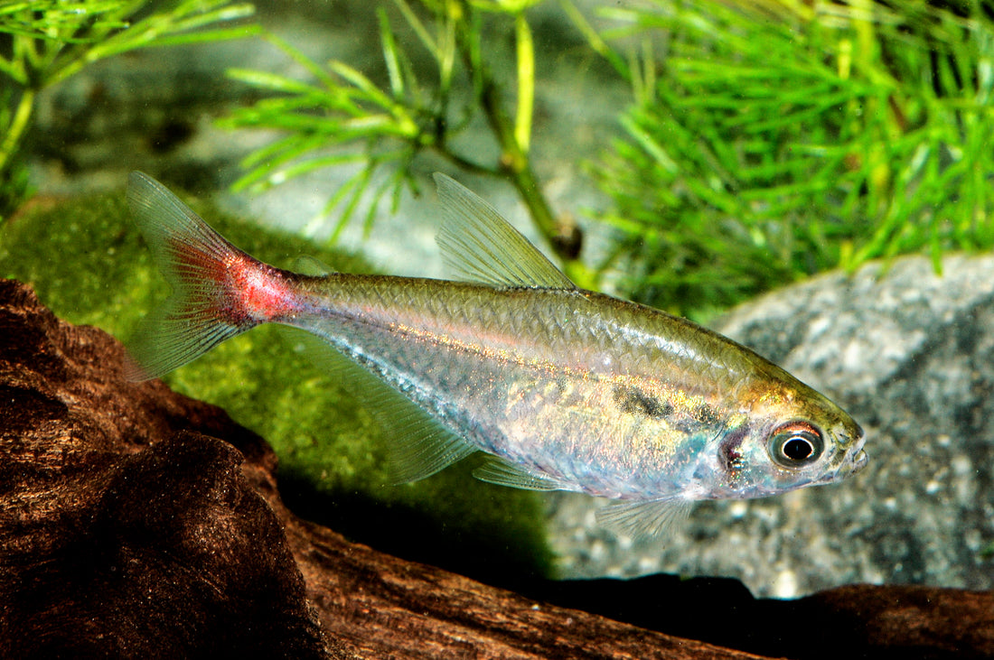 Blutschwanzsalmler