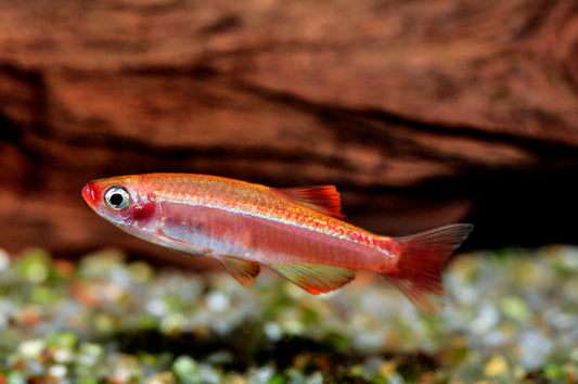 Kardinalfisch Rot-Gold