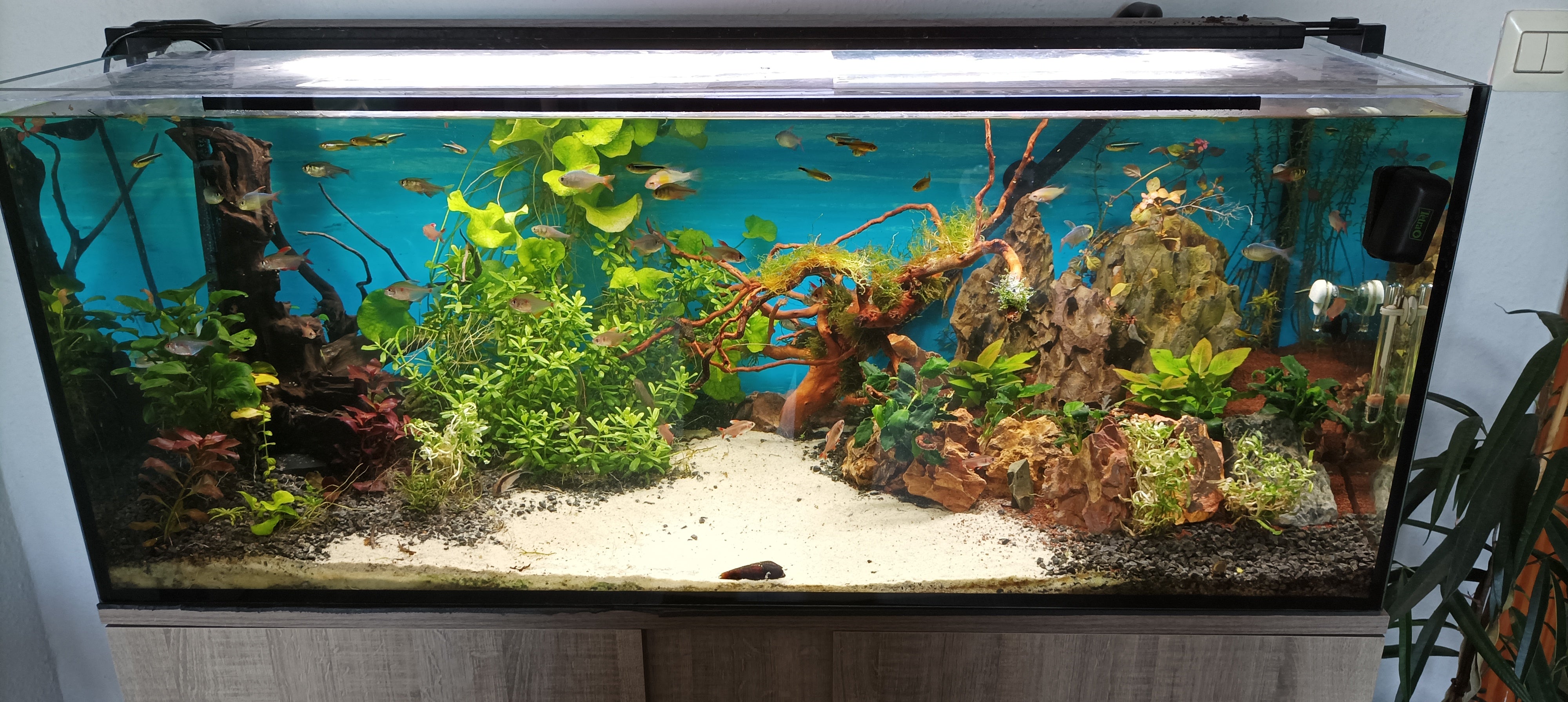 LeserAquarium Dezember 2022 Dähne Aquaristik