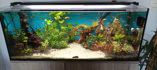 Leser-Aquarium Dezember 2022
