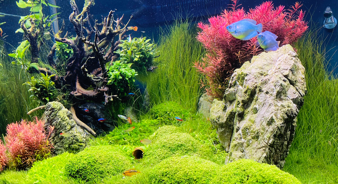 Leser-Aquarium Januar 2023
