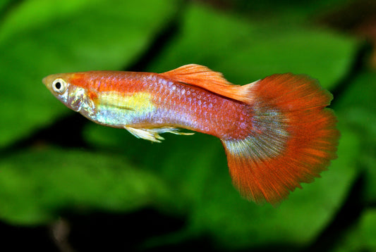 Roter Halbmond-Guppy