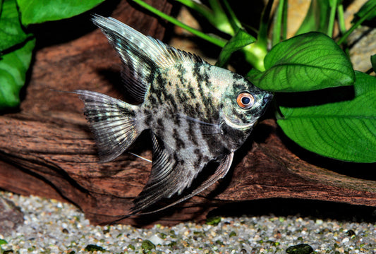 Blauer Marmor-Skalar