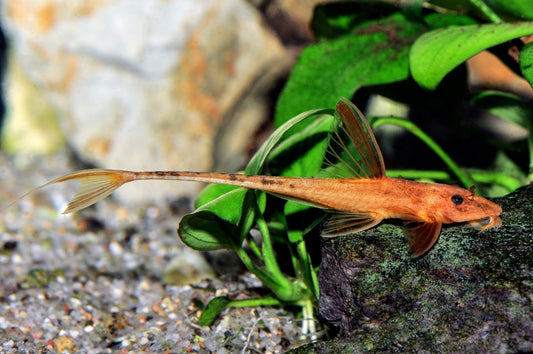 Roter Falben-Hexenwels