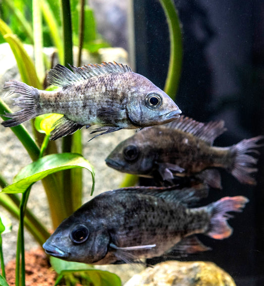 Schlag ins Gesicht