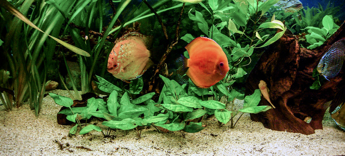 Die fünf besten Pflanzen für Diskus-Aquarien