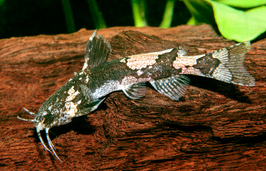 Prashads Zwerghummelwels