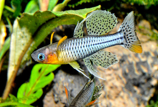 Geflecktes Blauauge „Aru IV“