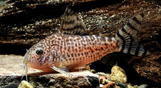 Crowdfunding: Wunderschöne Welse