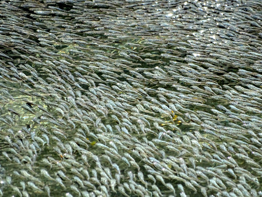 Fischschwärme funktionieren ähnlich wie das Gehirn