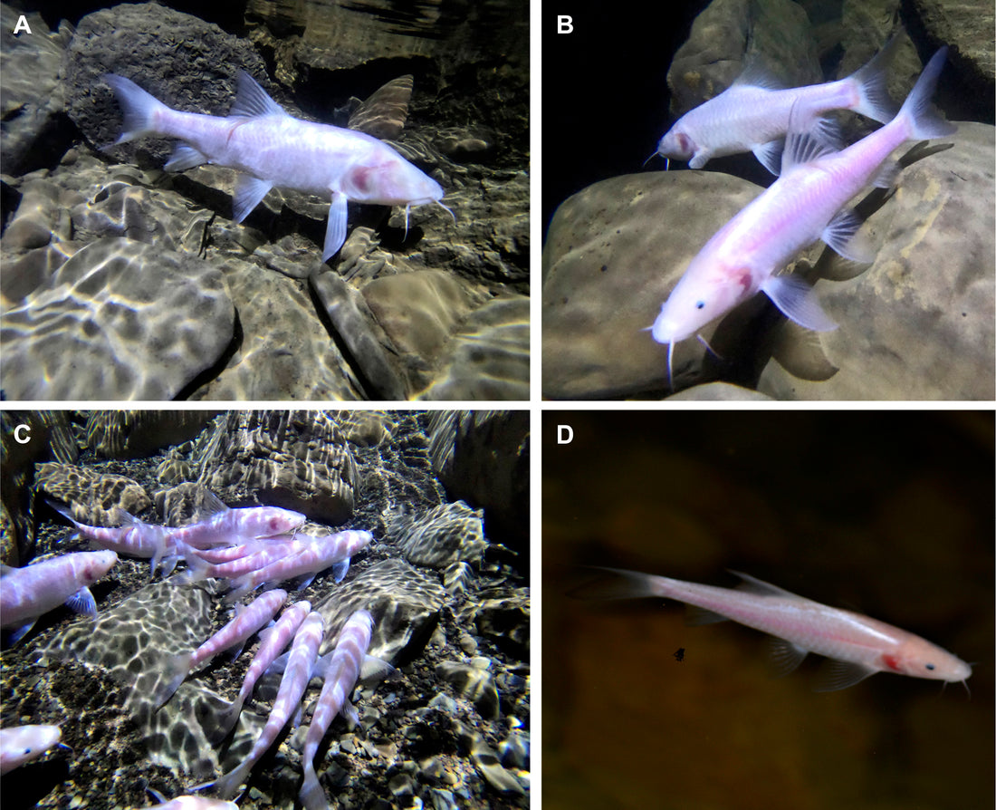 Der größte Höhlenfisch