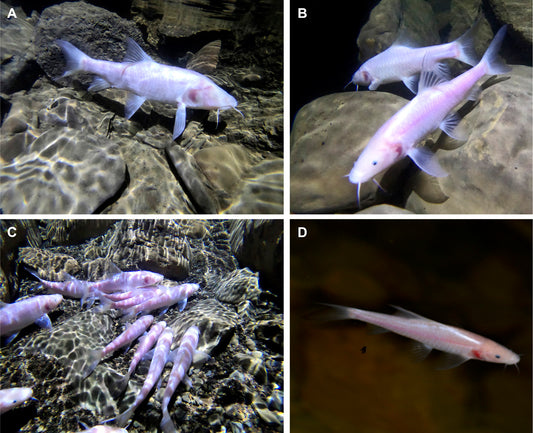 Der größte Höhlenfisch