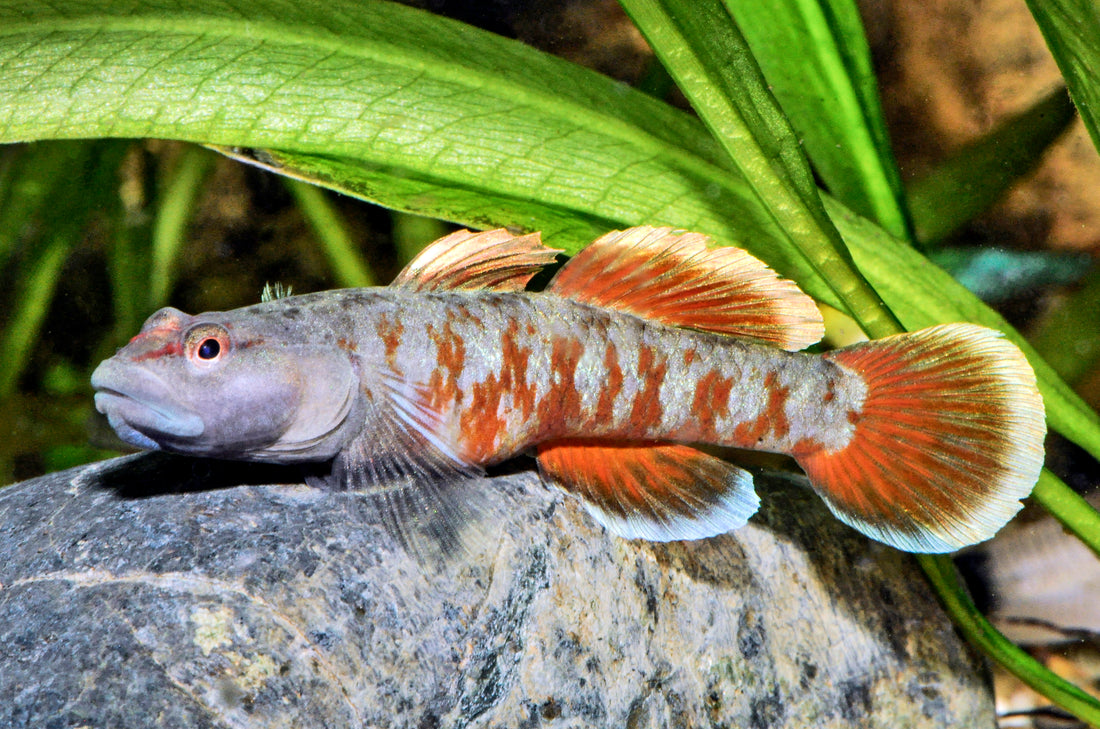 Flammengrundel