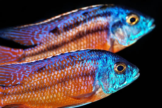 Cichliden-Förderpreis der DCG: Bis zu 2.500 Euro zu vergeben