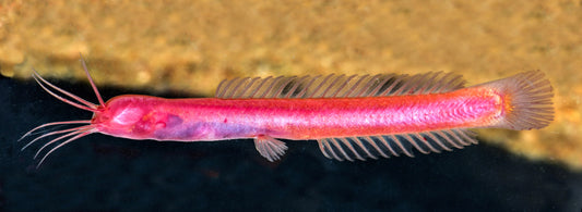 Höhlenwels in Indien entdeckt