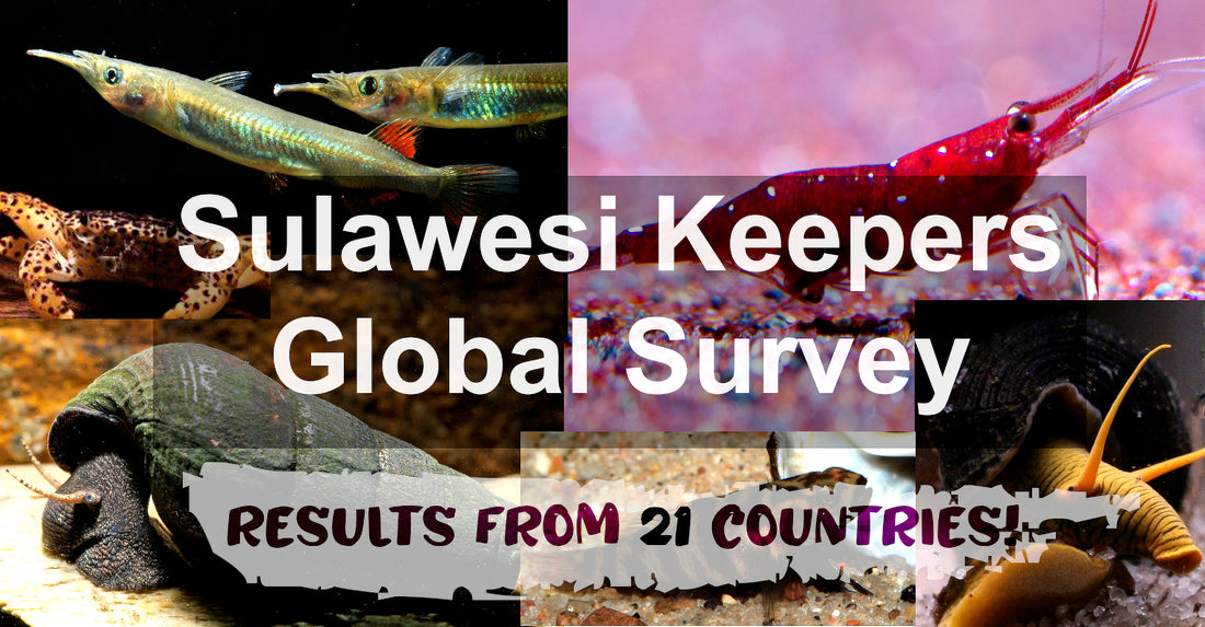 Sulawesi Keepers Global Survey – erste Ergebnisse
