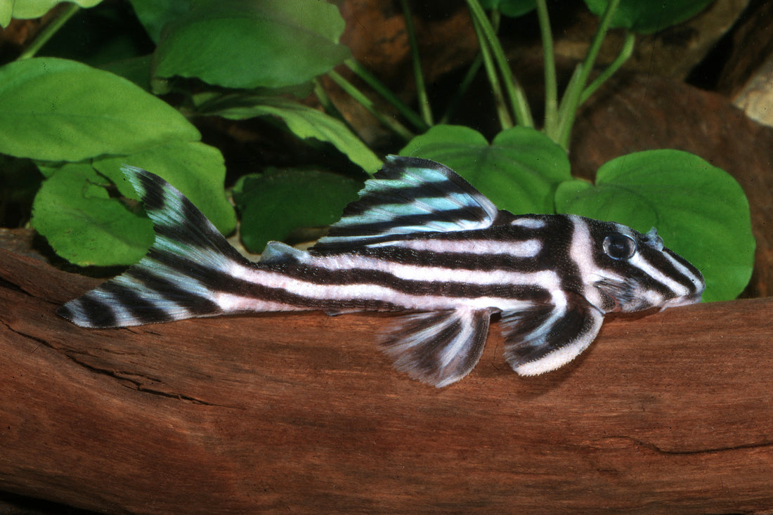 Zebraharnischwels ist „Heimtier des Jahres“