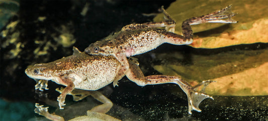 neuer Name für Zwergkrallenfrosch