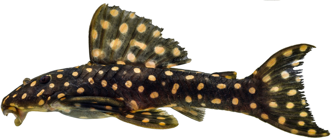 „Polka Dot cigar Pleco“ beschrieben