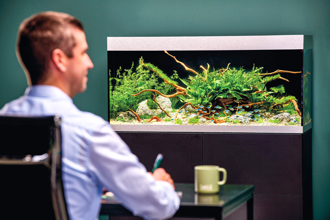 Schönere Aquaristik mit Schöner Wohnen