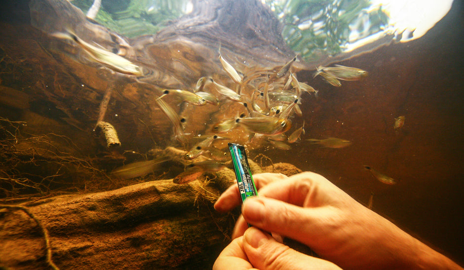 Plankton in der Aquaristik