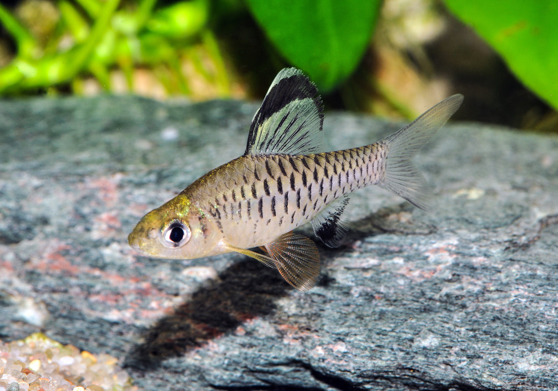 Indische Hochflossenbarbe