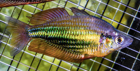 Regenbogenfische gerettet