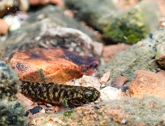 Erhaltungszuchtprogramm für Sulawesifische