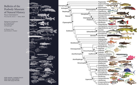 Neuordnung der Knochenfische