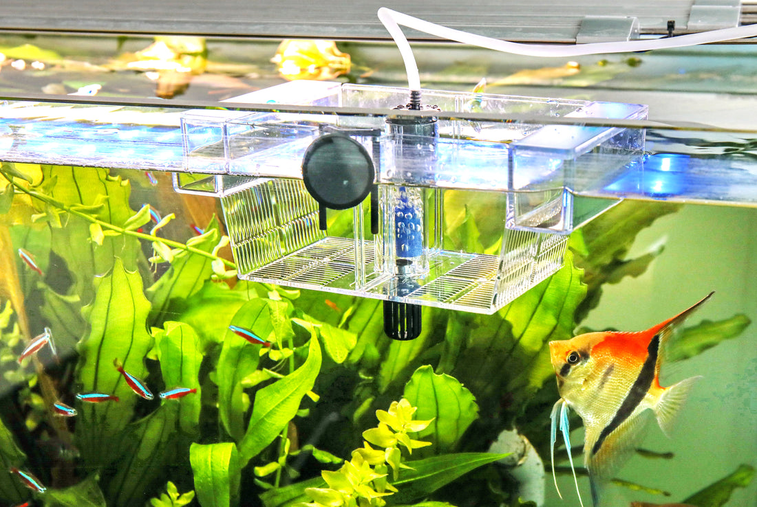 Jungfische aufpäppeln