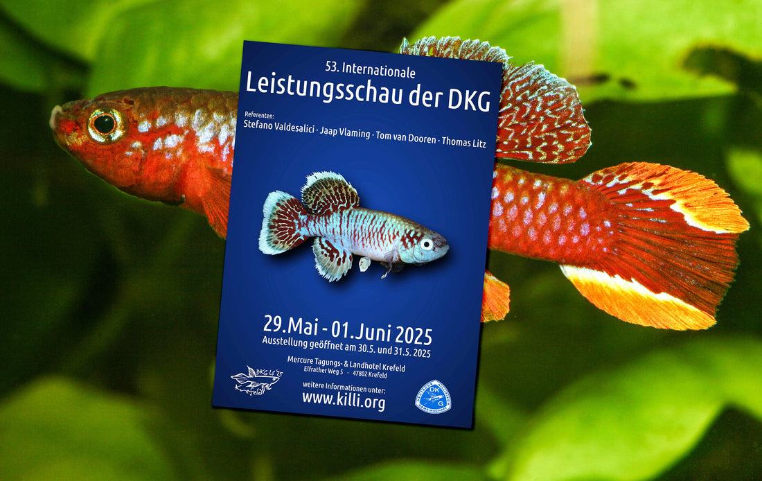 Weltweit größte Killifischausstellung