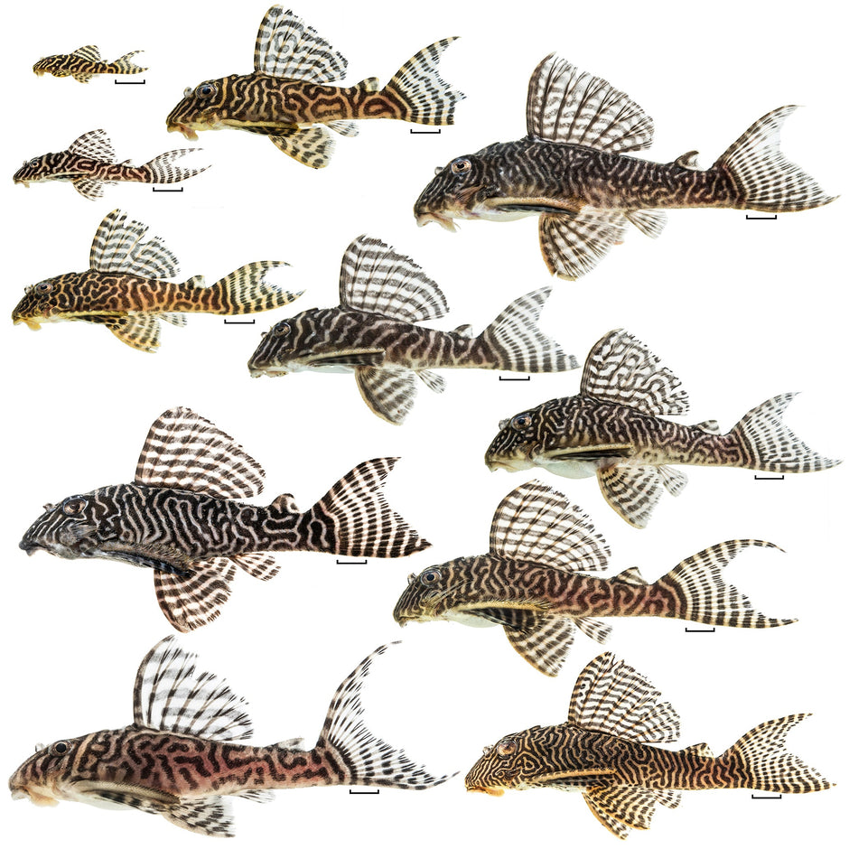 Seidels Hypancistrus
