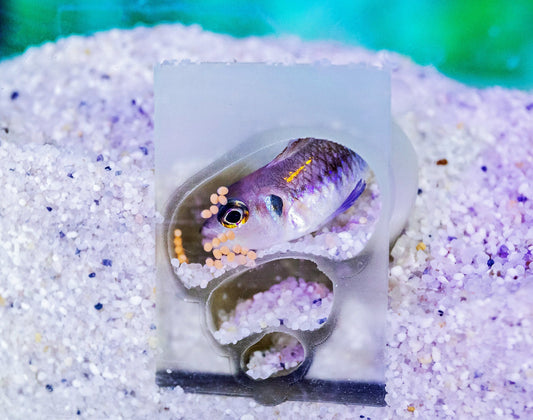 Wann ziehen junge Fische aus?