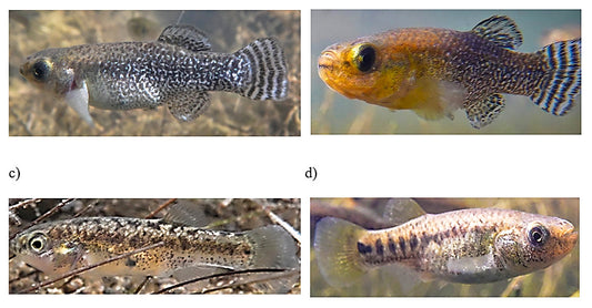 Saharakillifisch wiederentdeckt