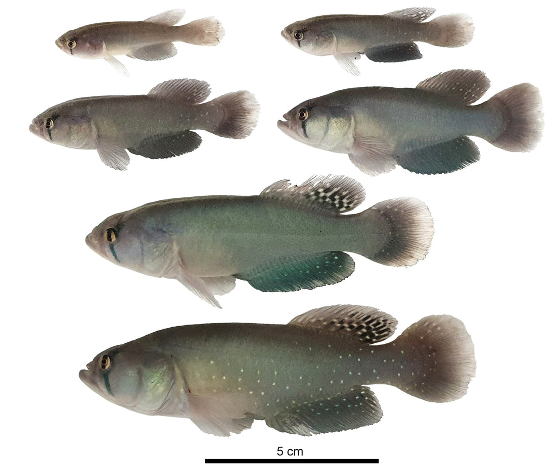 Titanen unter den Killifischen