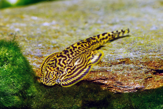 Tiger-Prachtflossensauger