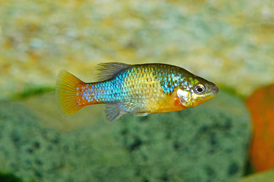 Banderolen-Kärpfling