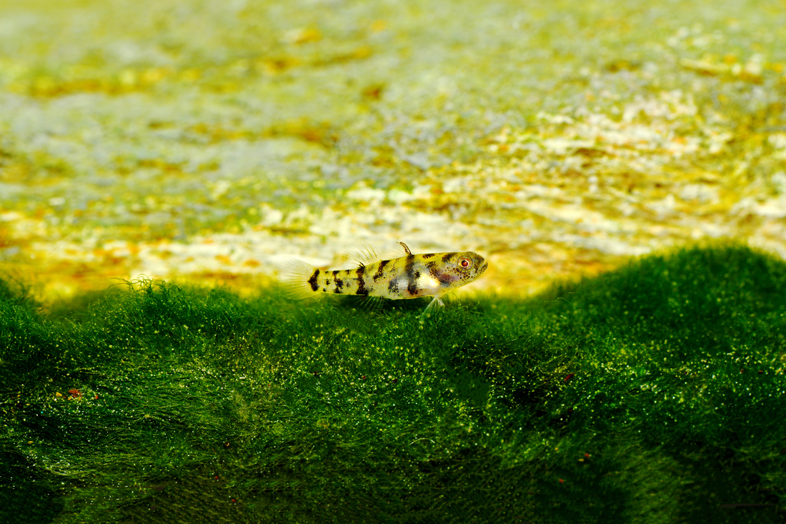 Mekong-Goldringelgrundel