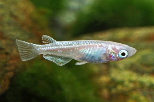 Platinum-Reisfisch