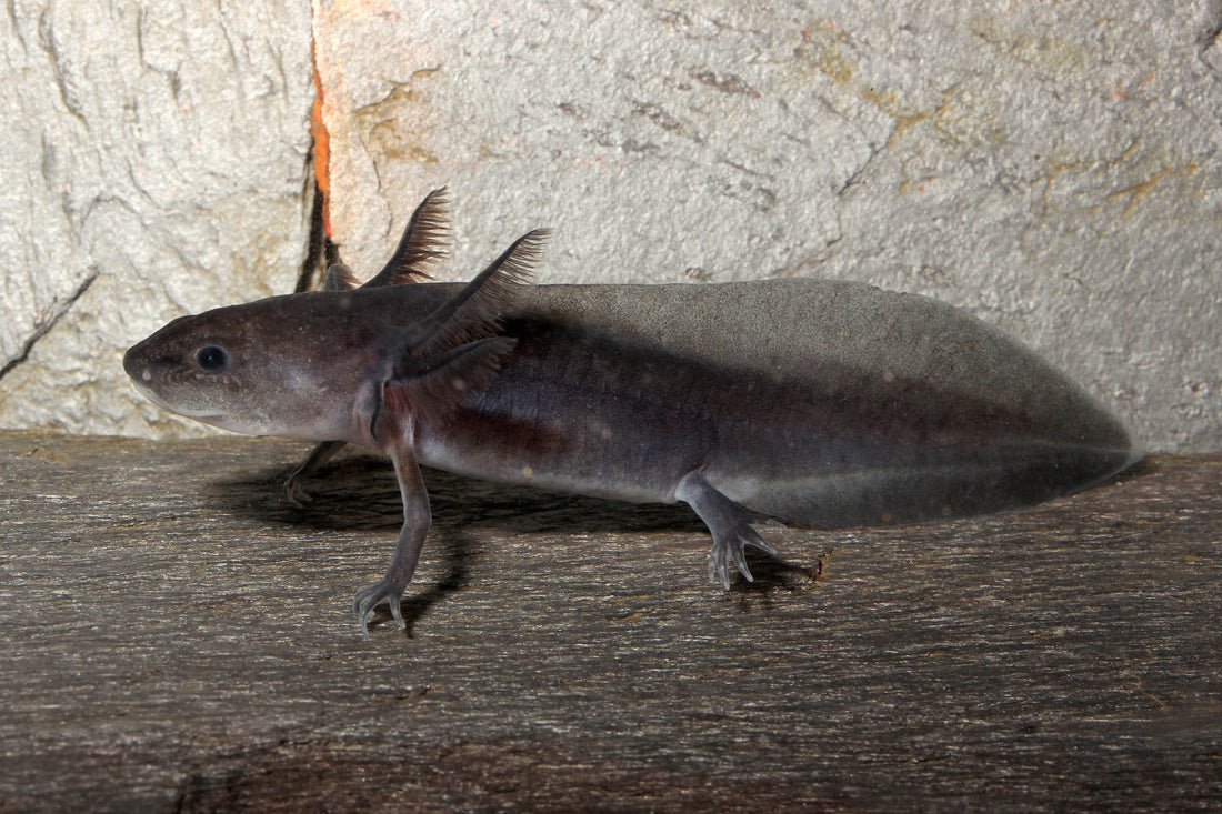 Axolotl: Der beliebteste Lurch der Welt