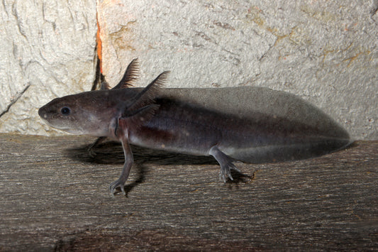 Axolotl: Der beliebteste Lurch der Welt