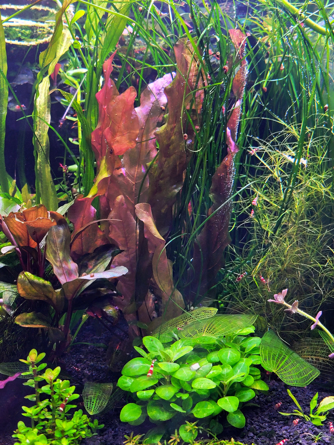 Die Seerose fürs Aquarium