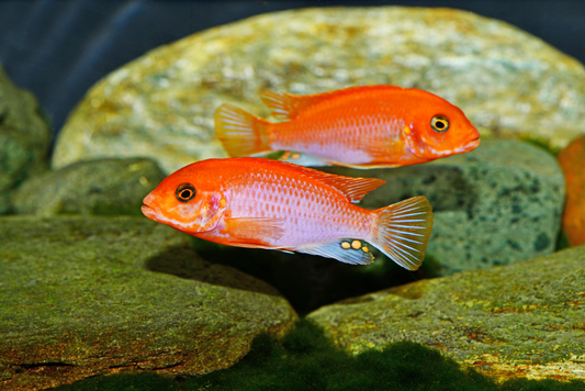 Sunflower-Labidochromis